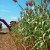 Step-by-step technology for growing sorghum from seed preparation to harvesting