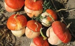 ¿Cómo es la calabaza decorativa con forma de turbante Caperucita Roja y por qué cultivarla?