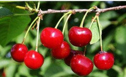 High-yielding early-ripening cherry variety Malyshka