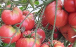 Avantages et inconvénients des tomates Lopatinsky