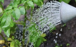 Rules for watering potatoes during flowering