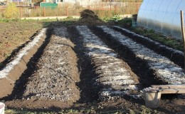 Schritt-für-Schritt-Anleitung zur Vorbereitung eines Zwiebelbeets im Herbst