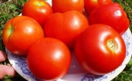 Salah satu jenis rumah hijau yang paling manis ialah tomato Alexander the Great.