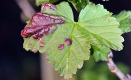 Why currant scab is dangerous and how to effectively combat it