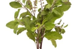 Fine-flowered basil - uses and beneficial properties