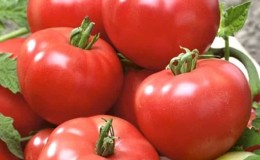 Tomato Berberan hibrid: kelebihan dan kekurangan spesies, kaedah langkah demi langkah untuk menanamnya