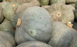 ¿Por qué la calabaza de mármol es tan popular entre los agricultores: una de las variedades más deliciosas que produce una rica cosecha?