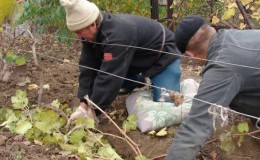 Vīnogu sagatavošana ziemai: apstrādes noslēpumi rudenī pirms pajumtes