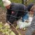 Preparación de uvas para el invierno: secretos del procesamiento en otoño antes del refugio.