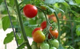 A favorite of domestic summer residents, the most unpretentious in care and at the same time high-yielding tomato Yablonka of Russia