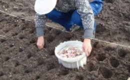 Wie und womit man Knoblauch vor dem Pflanzen für den Winter behandelt: Regeln für die Vorbereitung des Pflanzmaterials und nützliche Tipps