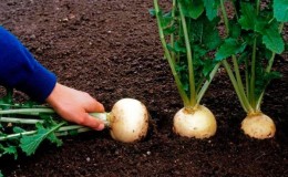 Cultivo y cuidado de nabos en campo abierto.