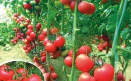 Varieti tomato merah jambu yang matang, tumbuh rendah, Pink Bush f1