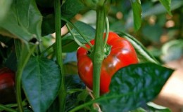 Warum Paprika nicht wächst: Mögliche Ursachen des Problems und Methoden zu seiner Lösung