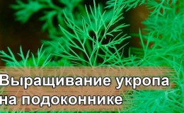 Как да отглеждате копър на перваза на прозореца в апартамент: необходимо оборудване и ръководство стъпка по стъпка