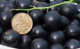 Hvorfor gartnere elsker Lazy Blackcurrant-sorten og hvorfor det er verdt å dyrke