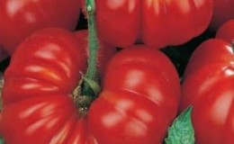 Bagaimana untuk membesar dan di mana untuk menggunakan tomato paun Rosamarin