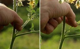 Membentuk semak dengan betul: menanam tomato yang tumbuh rendah dan jenis apa yang tidak memerlukan peringkat ini