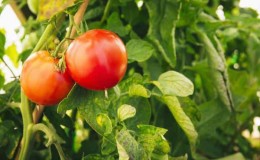 Tomato manis, berisi dan mudah dijaga Sensei - perihalan teknologi pertanian dan nasihat daripada penduduk musim panas yang berpengalaman