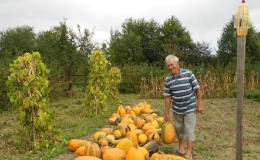 Cosecha a tiempo: cuándo cosechar una calabaza y cómo determinar su madurez en el jardín.