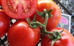 We choose the best variety of ultra-early ripening tomatoes and get a rich harvest as quickly as possible