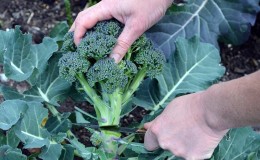 Variétés de brocoli : photo avec nom