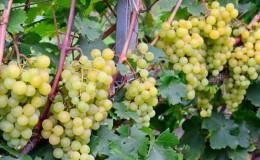 É possível acelerar o amadurecimento das uvas em agosto e como fazer