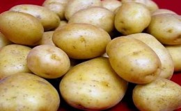 Variedade de batata viável Golubizna com sabor incrível