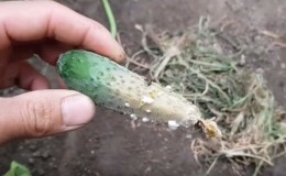 Why gray rot appears on cucumbers and how to deal with it