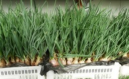 The best varieties of onion seeds for greens and cultivation algorithm