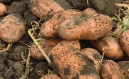 Variedade de batata despretensiosa De manhã cedo: até os iniciantes podem cultivar