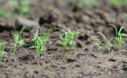 Instruções para plantar sementes de endro em terreno aberto para jardineiros iniciantes