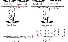 ¿Por qué es necesario podar las uvas en otoño y cómo hacerlo correctamente?