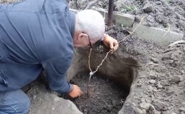 Hvordan skal druer plantes om høsten?