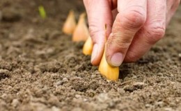 Règles pour planter des oignons sur des navets avant l'hiver