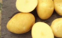 Variedade de batata resistente ao meio-precoce Satina, que não requer esforços especiais durante o cultivo