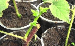 Instructies voor het vermeerderen van frambozen in de zomer door stekken voor beginnende tuinders