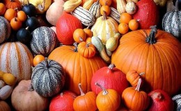 Tipos de variedades de calabaza: por qué son amadas y cómo lograr una buena cosecha