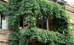 Come piantare e coltivare l'uva sul balcone