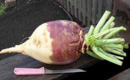 Usædvanlige og meget velsmagende rutabaga-opskrifter fra erfarne husmødre