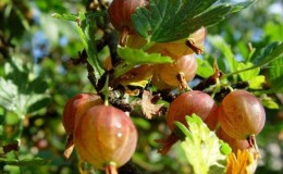 Variedades y características del cultivo de grosellas sin espinas.