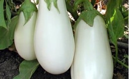 Mga kalamangan at kahinaan ng Bibo eggplant at gabay sa pagpapalaki nito