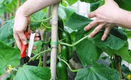 Is it possible to trim leaves from cucumbers and how to do it correctly