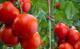 Hva er bra med Kostroma-tomaten og hvorfor sommerboere elsker den så mye