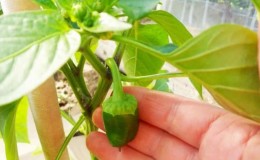 Why the ovaries of peppers fall off and what to do to save the beds