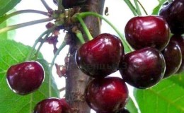 ¿Es posible plantar cerezas en julio y cómo hacerlo correctamente: instrucciones y consejos de jardineros experimentados?