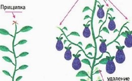 How to form eggplants in a greenhouse correctly: instructions for beginner gardeners