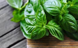 Is it possible to eat basil during pregnancy?