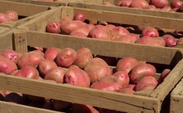 Methods for storing potatoes at home