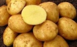 Vineta é a variedade de batata mais popular e de alto rendimento entre os jardineiros amadores